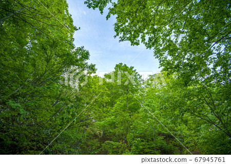 Fresh green Okutone water source forest Fresh green beech forest Minakami Town, Gunma Prefecture Fresh green Okutone water source forest Fresh green beech forest Minakami Town, Gunma Prefecture 67945761