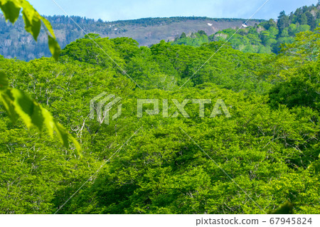 Fresh green Okutone water source forest Fresh green beech forest Minakami Town, Gunma Prefecture Fresh green Okutone water source forest Fresh green beech forest Minakami Town, Gunma Prefecture 67945824
