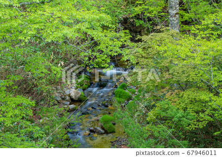 Fresh green Okutone water source forest Fresh green beech forest Minakami town, Gunma prefecture Fresh green Okutone water source forest Fresh green beech forest Minakami town, Gunma prefecture 67946011