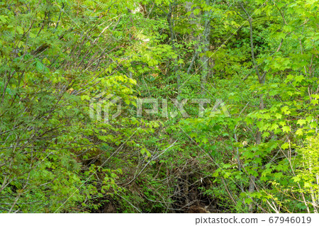 新鮮的綠色Okutone水源森林新鮮的綠色山毛櫸森林群馬縣水上町 67946019