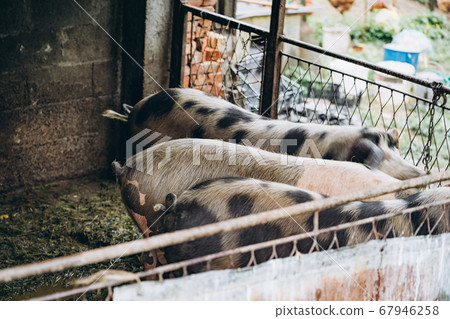 White-black pigs in the piggery on the farm 67946258