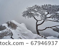 獨立樹抵禦嚴冬 67946937