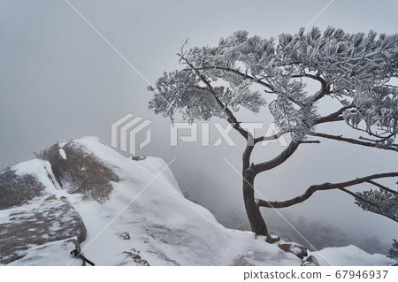Independence Tree to withstand harsh winters 67946937
