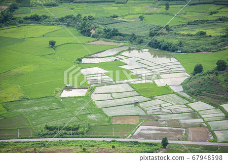 Green field landscape with rice field in the Green field landscape with rice field in the 67948598