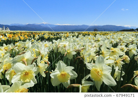 南阿爾卑斯山駒根高原的水仙花和剩餘的雪 67949171