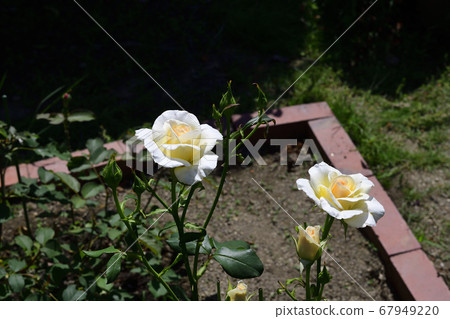 白玫瑰花，中心淡粉色@我的花園，Sa市 67949220