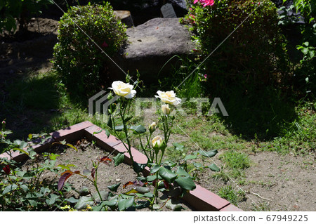 白玫瑰花，中心淡粉色@我的花園，Sa市 67949225