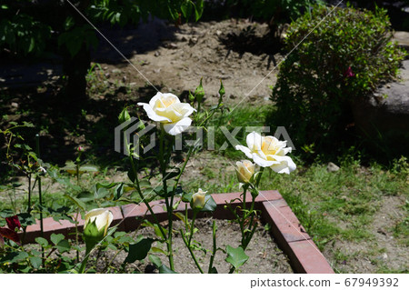 White rose flower, pale pink in the center @ my garden, Sakai City 67949392