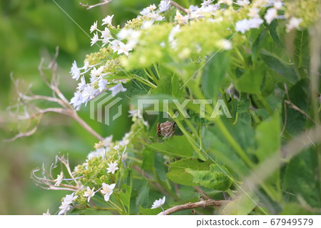 繡球夢幻紙黃蜂和巢 繡球夢幻紙黃蜂和巢 67949579