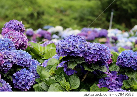 Hydrangea in Zhuzihu Lake, Yangmingshan 67949598