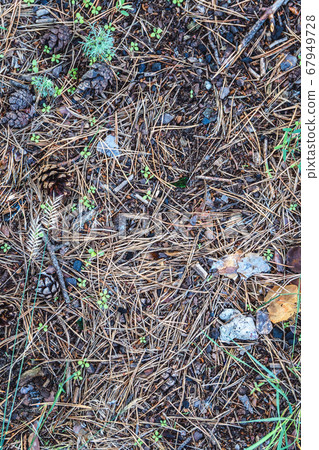 Fallen dry needles in forest. Fallen dry needles in forest. 67949728