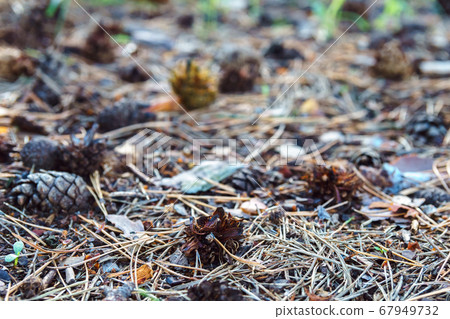 Fallen dry needles in forest. Fallen dry needles in forest. 67949732