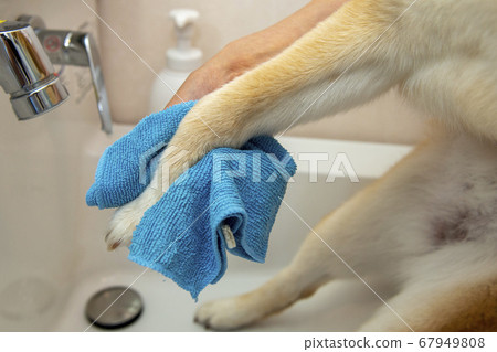 Dog paw wash Dog paw wash 67949808