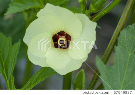 Okra's Flower 67949857