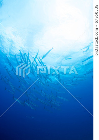 水下景觀 67950338