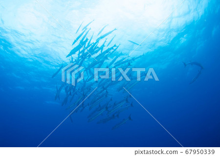 Underwater landscape Underwater landscape 67950339