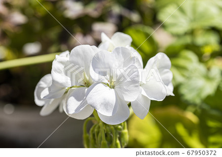 White climbing Hydrangea flowers bloom blossom under spring morning sun close up White climbing Hydrangea flowers bloom blossom under spring morning sun close up 67950372