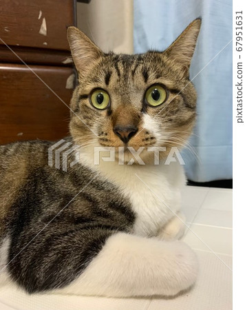 Glittering raccoon cat 67951631