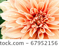 Signs of early summer when heart becomes rich 67952156