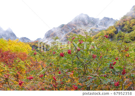 Rowan Fruit and Hotaka Mountain Range 67952358