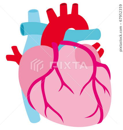 Heart coronary artery Heart coronary artery 67952359