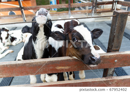Cows on a farm and herd of cows eating hay in cowshed on dairy farm Cows on a farm and herd of cows eating hay in cowshed on dairy farm 67952402