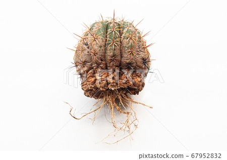 Cactus disease dry root rot caused by fungi 67952832