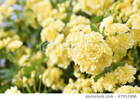 木香玫瑰木香玫瑰木香刺 67952996