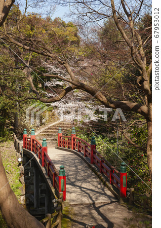 Cherry Blossoms Cherry Blossoms 67953012