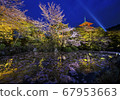 Illuminated cherry blossoms and Kiyomizu Temple 67953663