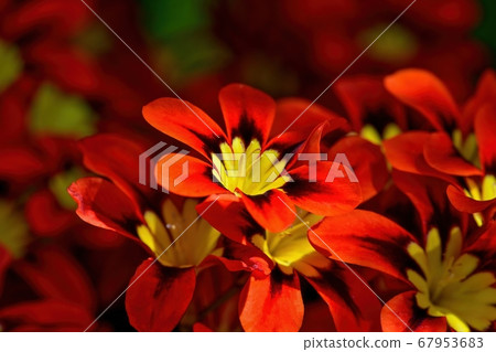 Vibrant Sparaxis Tricolor Flowers Shining In. - Stock Photo.