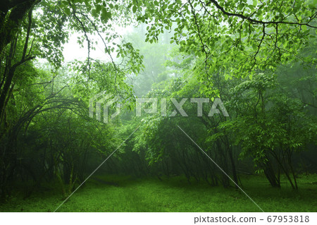 Misty fresh green forest 67953818