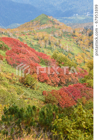Autumn leaves of Ginsendai (Hokkaido, Kamikawa Town, Daisetsuzan) 67953899