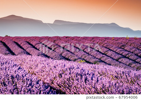 Valensole lavender in Provence, France 67954006