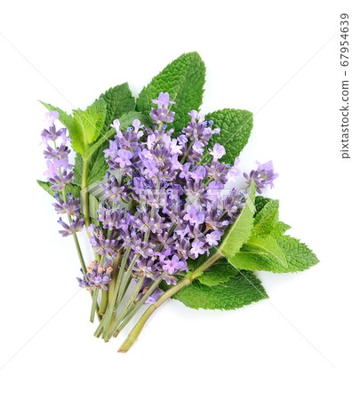Lavender with mint Lavender with mint 67954639