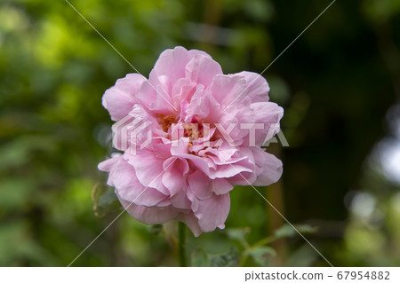 Pink of Damask Rose flower Pink of Damask Rose flower 67954882