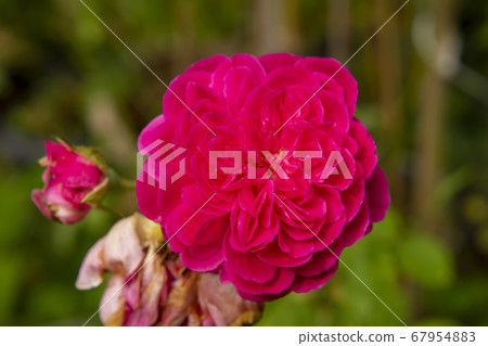 Pink of Damask Rose flower Pink of Damask Rose flower 67954883