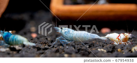 Blue bolt dwarf shrimp eat food on aquatic soil and stay among other types shrimp Blue bolt dwarf shrimp eat food on aquatic soil and stay among other types shrimp 67954938