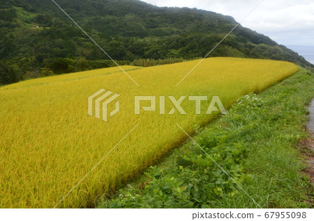 Fruitful Autumn (Iwaku Noboru Rice Terraces / Iwoku District, Sado City, Niigata) 67955098