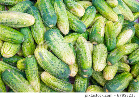 Solid background of fresh ripe and natural cucumbers Solid background of fresh ripe and natural cucumbers 67955233