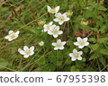 梅花草 67955398