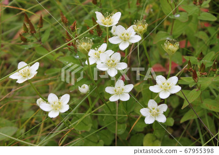 Umebachissau Umebachissau 67955398