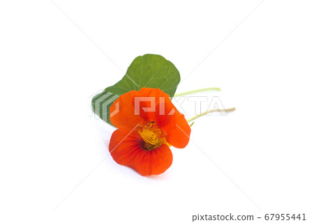 Closeup of orange flower and leaf of cress on 67955441