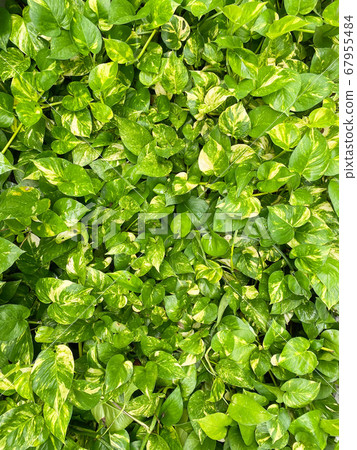 Spotted betel grow on the floor Spotted betel grow on the floor 67955484