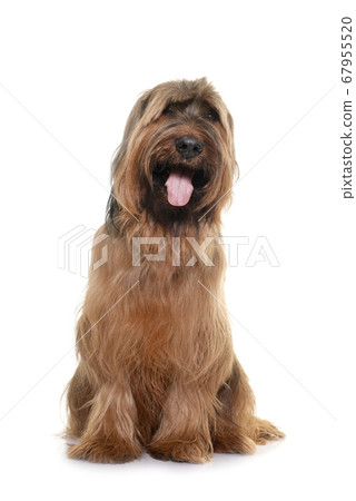 Briard in studio Briard in studio 67955520