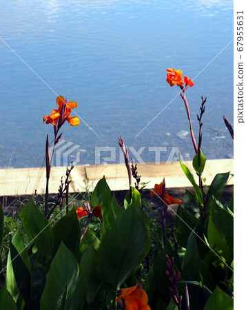 神上川和橙色美人蕉（藍色水面和美人蕉花） 67955631