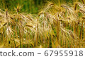 Bearded Barley nearly reaching the point of 67955918