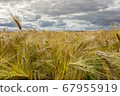 Bearded Barley nearly reaching the point of 67955919