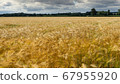 Bearded Barley nearly reaching the point of 67955920