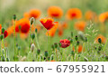Close-up Of Red Poppies Blooming in a field 67955921